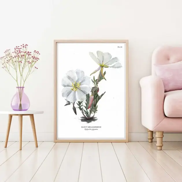 Art print with a botanical sketch on it and scientific name