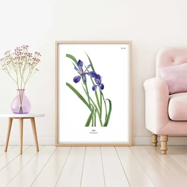 Art print with a botanical sketch on it and scientific name