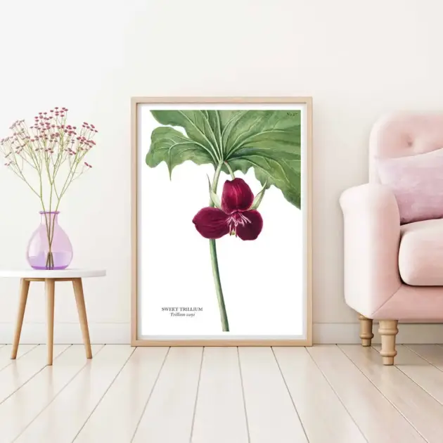 Art print with a botanical sketch on it and scientific name